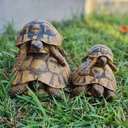 House Of 98 M² With Three Bedrooms, Two Bathrooms * 沃迪切