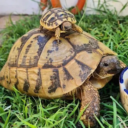 House Of 98 M² With Three Bedrooms, Two Bathrooms 沃迪切