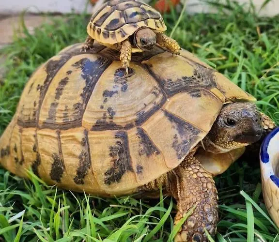 House Of 98 M² With Three Bedrooms, Two Bathrooms Vodice